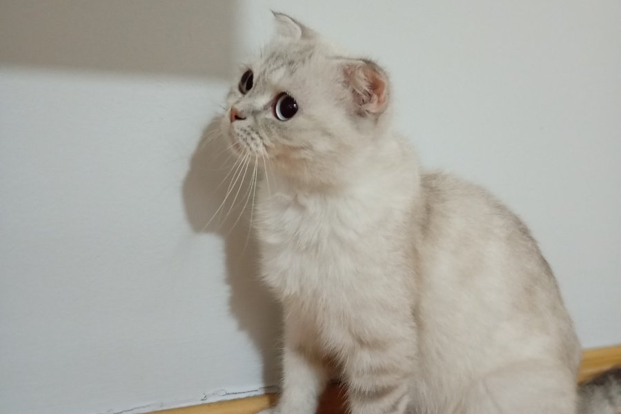british shorthair dişi kedi ücretsiz sahiplendirme 2