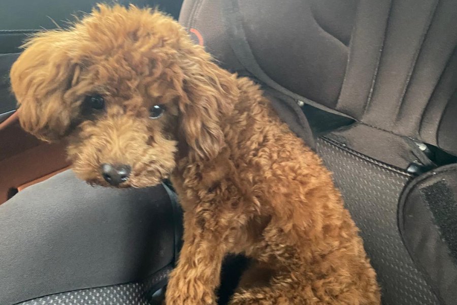 Sevimli Toy Poodle Çiko'ya Yeni Aile Arıyoruz 3