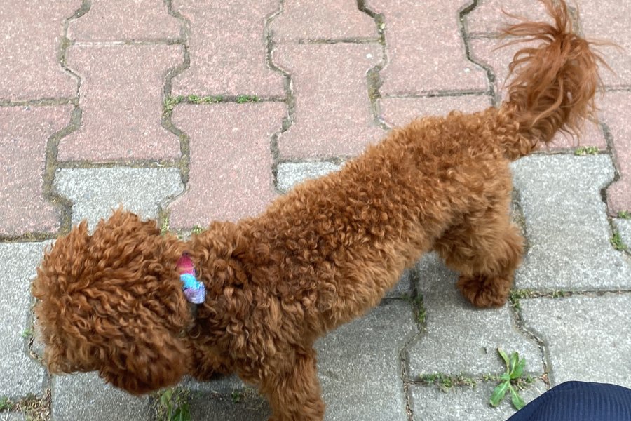 Sevimli Toy Poodle Çiko'ya Yeni Aile Arıyoruz 2