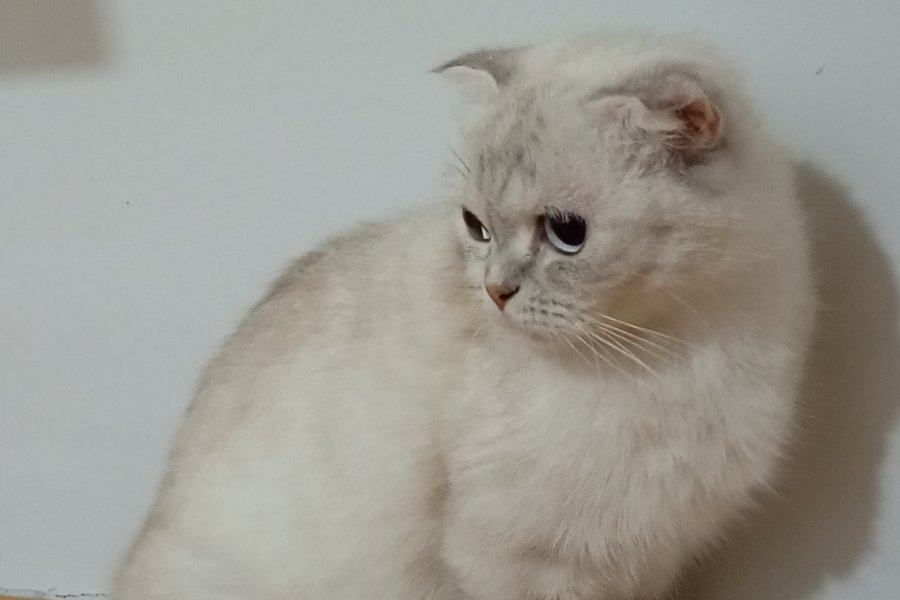 british shorthair dişi kedi ücretsiz sahiplendirme 3