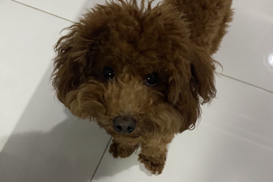 Sevimli Toy Poodle Çiko'ya Yeni Aile Arıyoruz 1