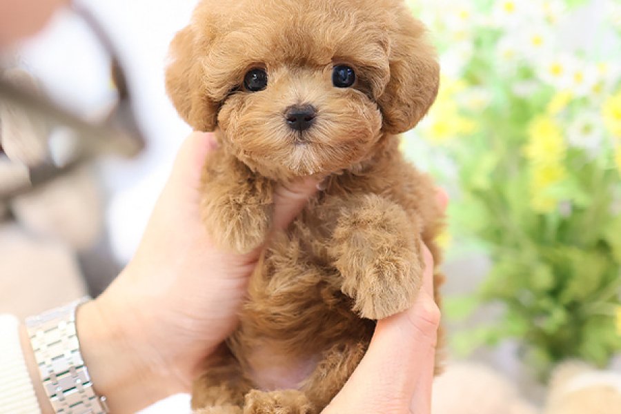 NADIR BULUNAN TOY POODLE YAVRULARIM 1