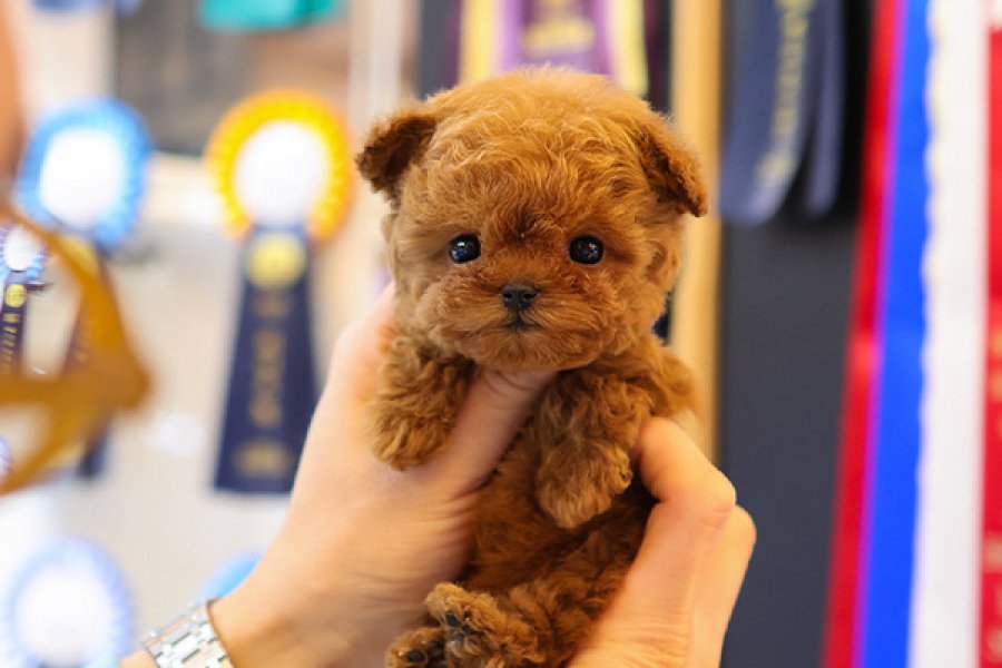 KORE KAN TOY POODLE COCUKLARIM 2