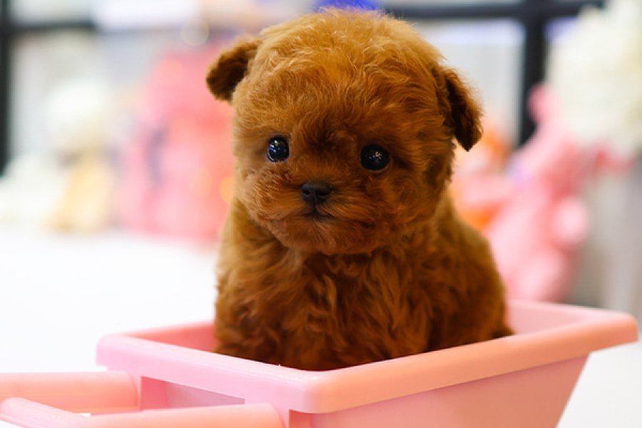 KORE KAN TOY POODLE COCUKLARIM 1
