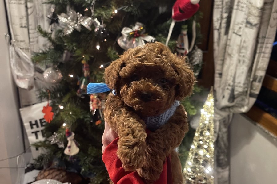 A kalite ev ortamından Safkan toy poodle yavrusu 1