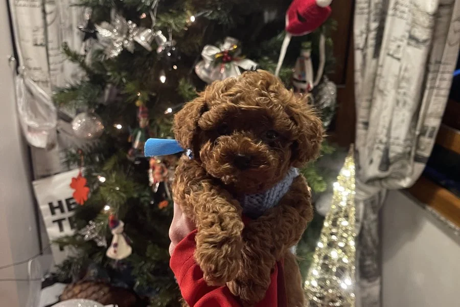 A kalite ev ortamından Safkan toy poodle yavrusu 1