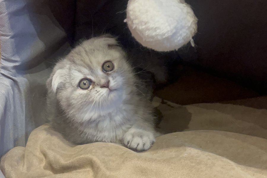 Scottish Fold Dişi Kedi 1