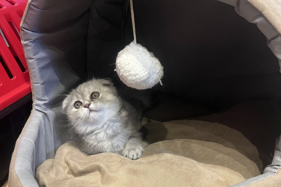 Scottish Fold Dişi Kedi 2