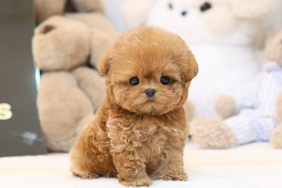 SEVGI DOLU TOY POODLE YAVRULARIM 3