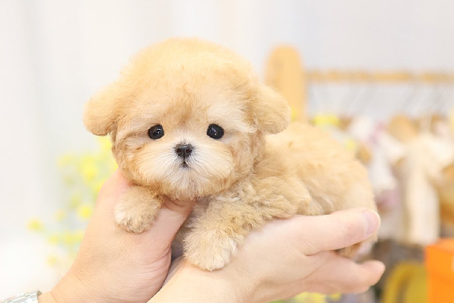 SECKIN VE OZEL TOY POODLE YAVRULARIM 3