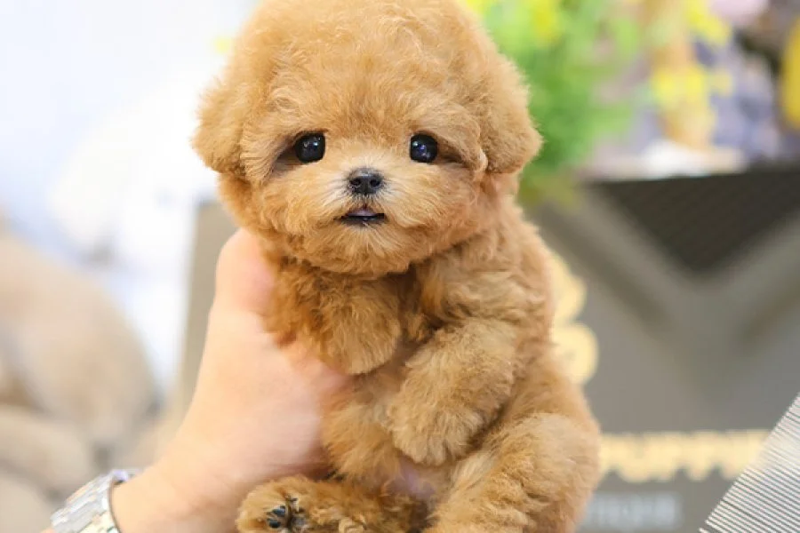 TOY POODLE BEBEKLEROMIZ SIZLERLE 4