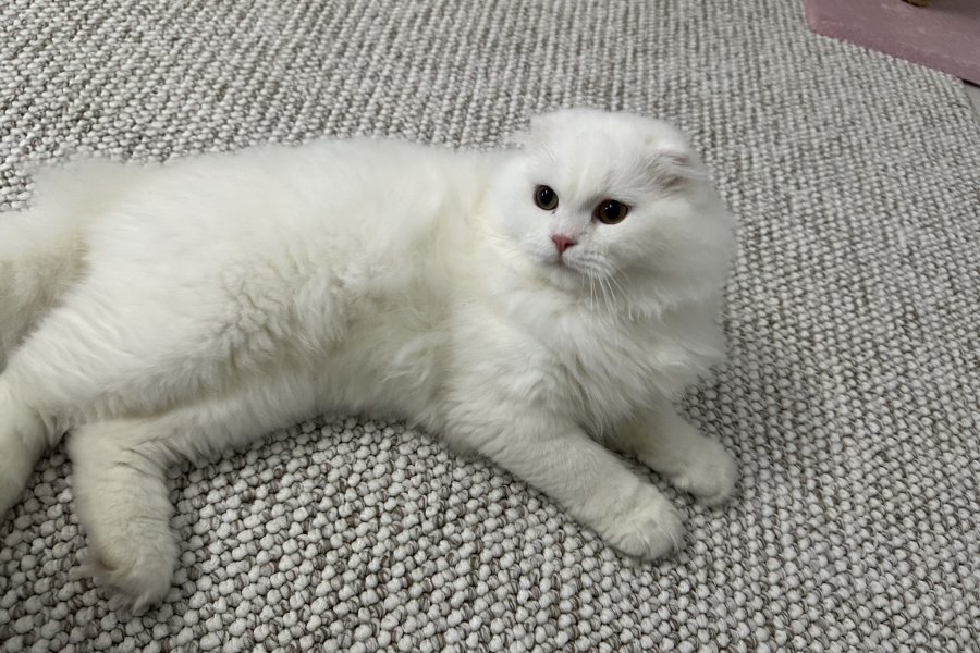 Sevecen Scottish Fold Yakışıklımız Yeni Yuva Arıyor 1