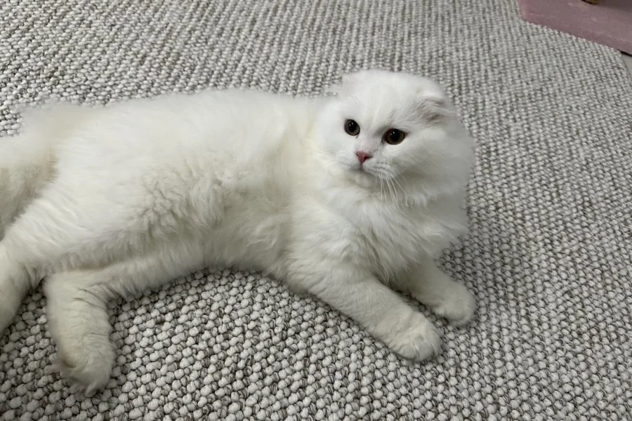 Sevecen Scottish Fold Yakışıklımız Yeni Yuva Arıyor 1