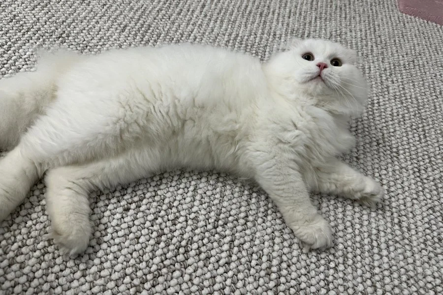 Sevecen Scottish Fold Yakışıklımız Yeni Yuva Arıyor 3