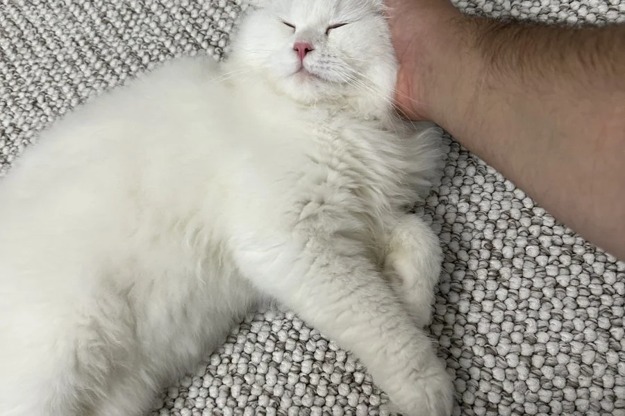 Sevecen Scottish Fold Yakışıklımız Yeni Yuva Arıyor 2