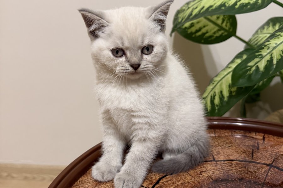 SAFKAN OYUNCU BRITISH BLUE POINT BEBEĞİM 1