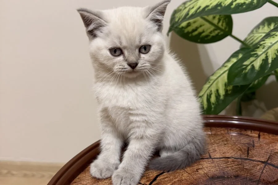 SAFKAN OYUNCU BRITISH BLUE POINT BEBEĞİM 1