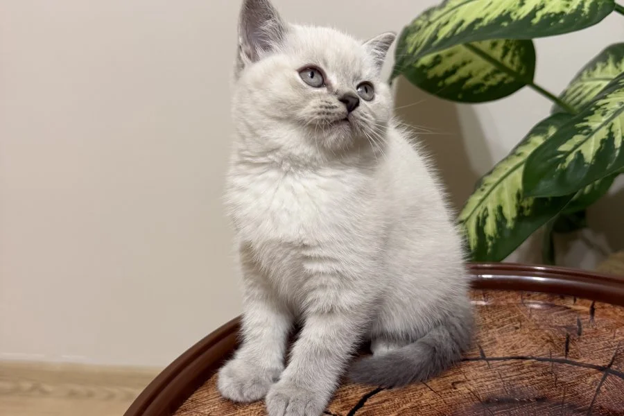 SAFKAN OYUNCU BRITISH BLUE POINT BEBEĞİM 2