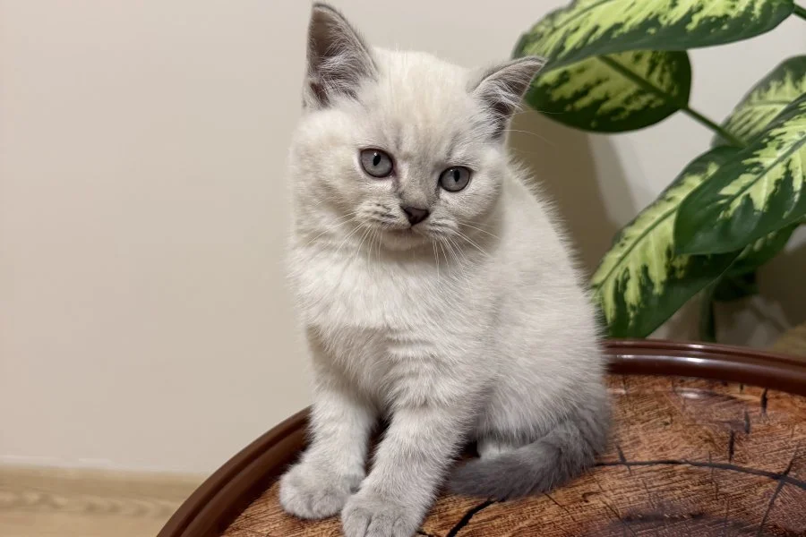 SAFKAN OYUNCU BRITISH BLUE POINT BEBEĞİM 3
