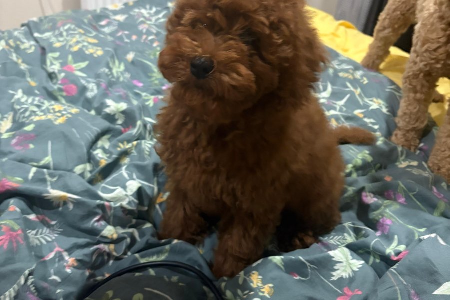 REDD BROWN POODLE 2