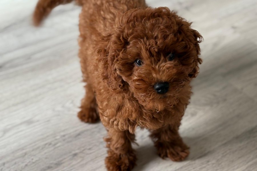REDD BROWN POODLE 1