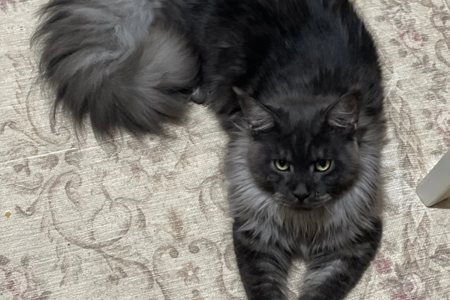 Main coon 2