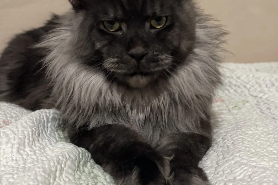 Main coon 3