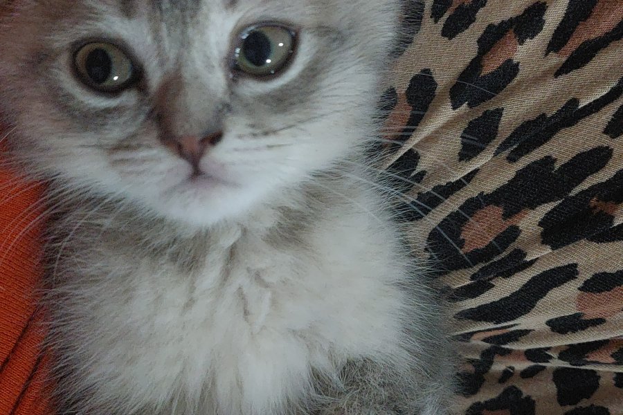 Sevimli Scottish Fold Yavrumuz Mırmır 3