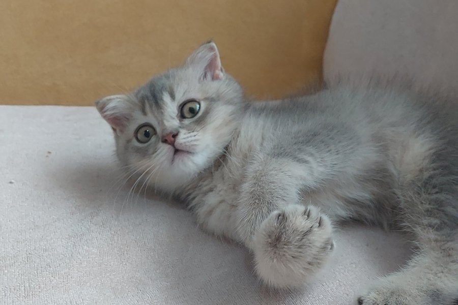 Sevimli Scottish Fold Yavrumuz Mırmır 2