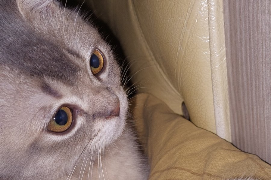 Sevimli Scottish Fold Yavrumuz Mırmır 1