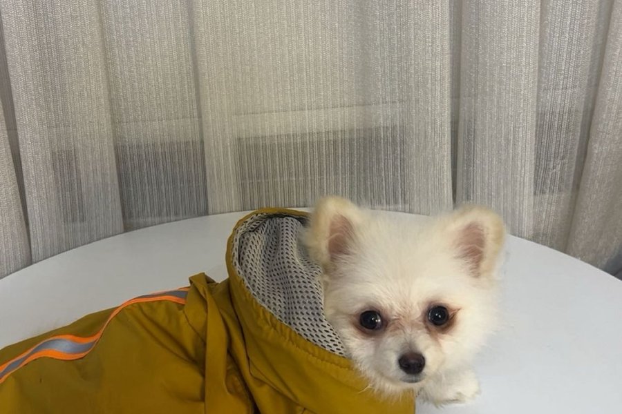 Pomerian boo oglumuz ACİL ailesini arıyor 1