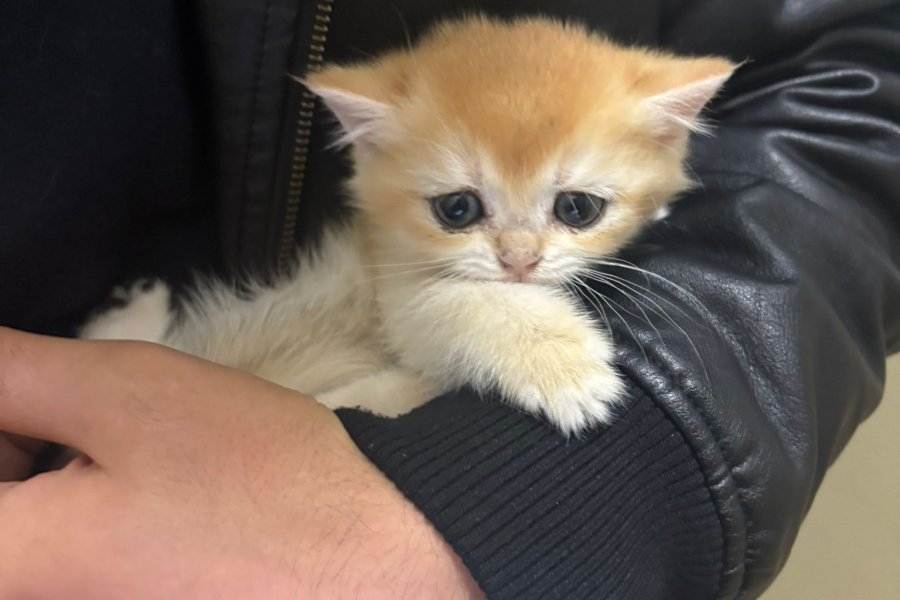 British longhair gold 2
