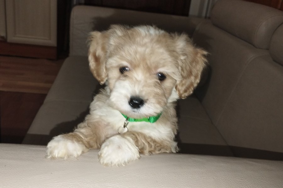 Maltipoo 1