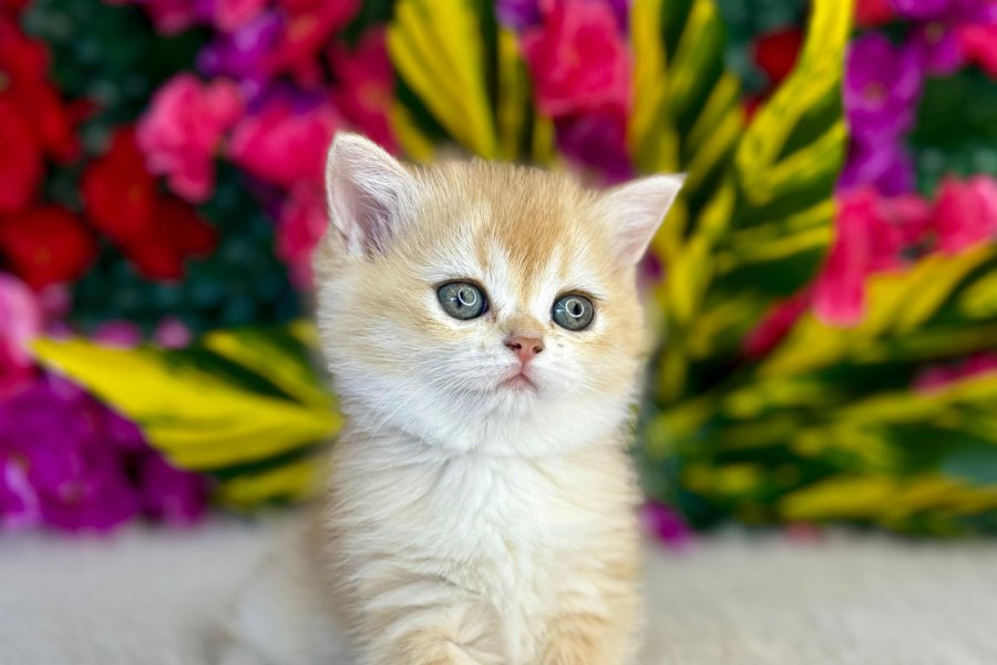 British longhair gold 1