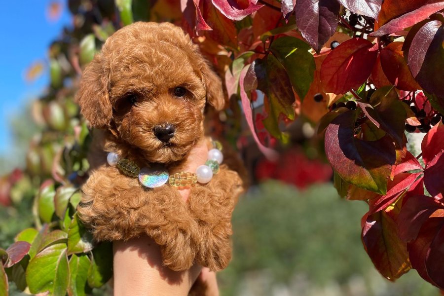 Toy poodle Kore kan erkek yavrumuz 1