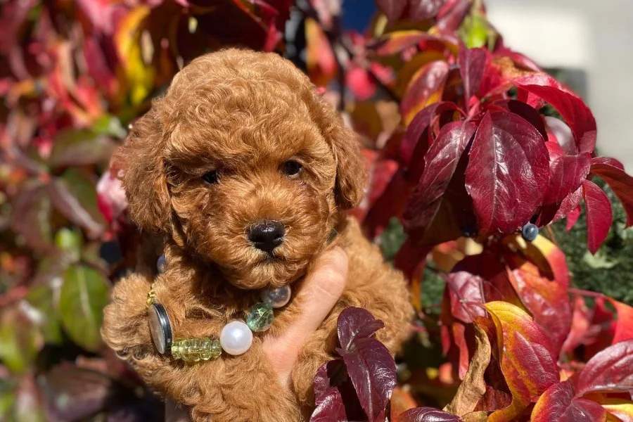 Toy poodle Kore kan erkek yavrumuz 3