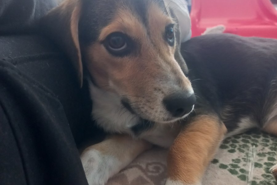 Sevimli Jack Russel Terrier Yavrumuz Satılık 1