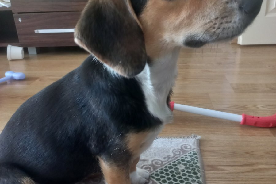Sevimli Jack Russel Terrier Yavrumuz Satılık 2