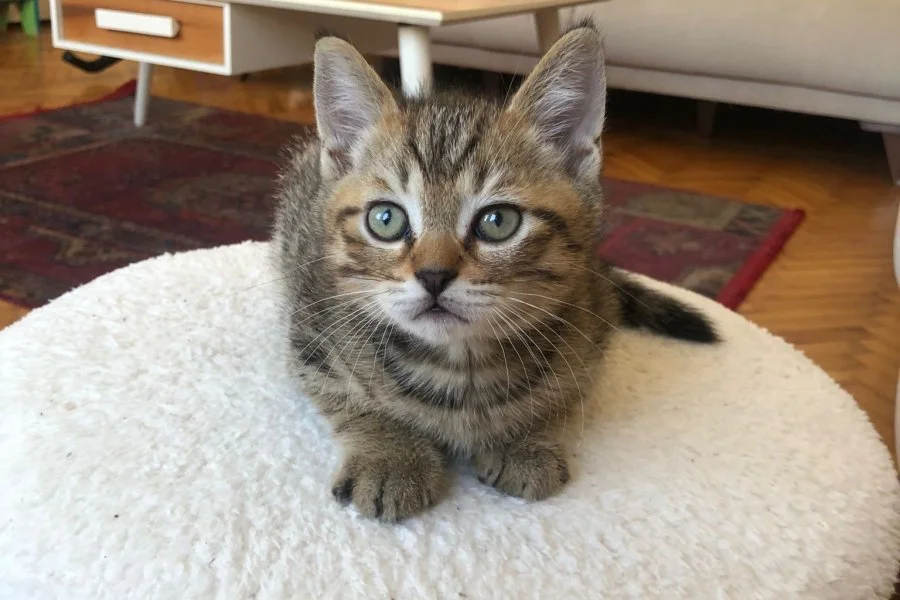 British shorthair 1