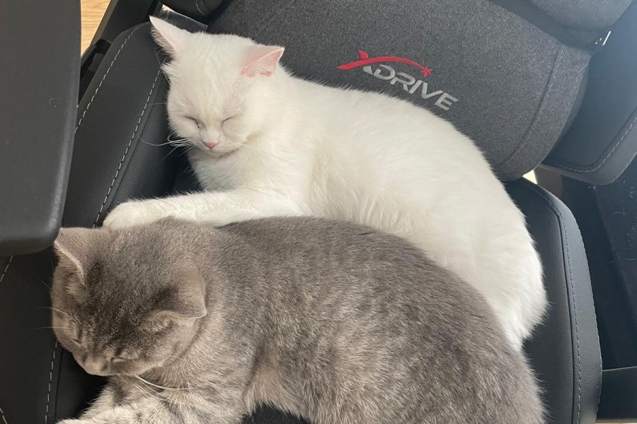 Sevimli British Shorthair Kedimiz 2