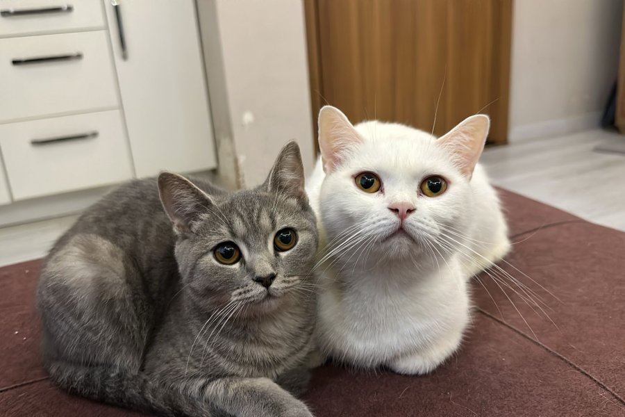 Sevimli British Shorthair Kedimiz 3