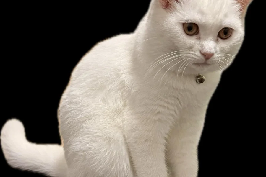 Sevimli British Longhair Yavrumuza Yuva Arıyoruz 3