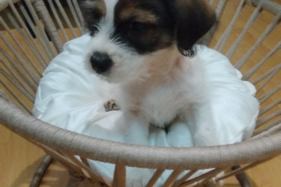Jack tzu 3