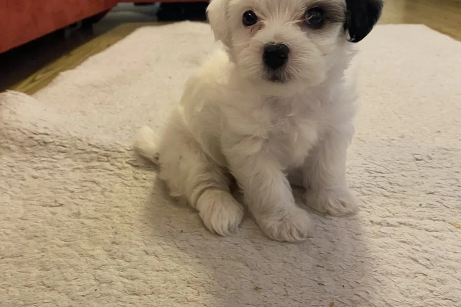 Morkie 4