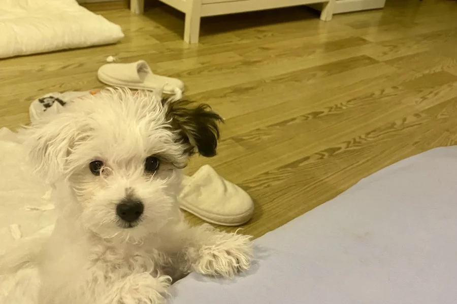 Morkie 3