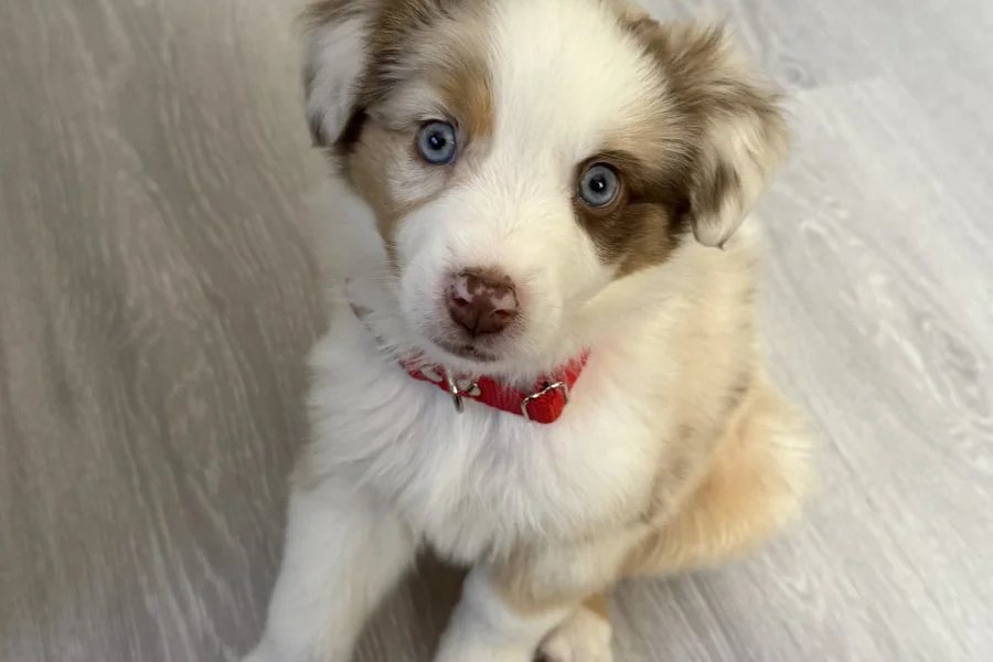 Bordercollie 3