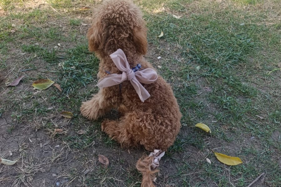 Toy poddle aşıları tam erkek 7 aylık 1
