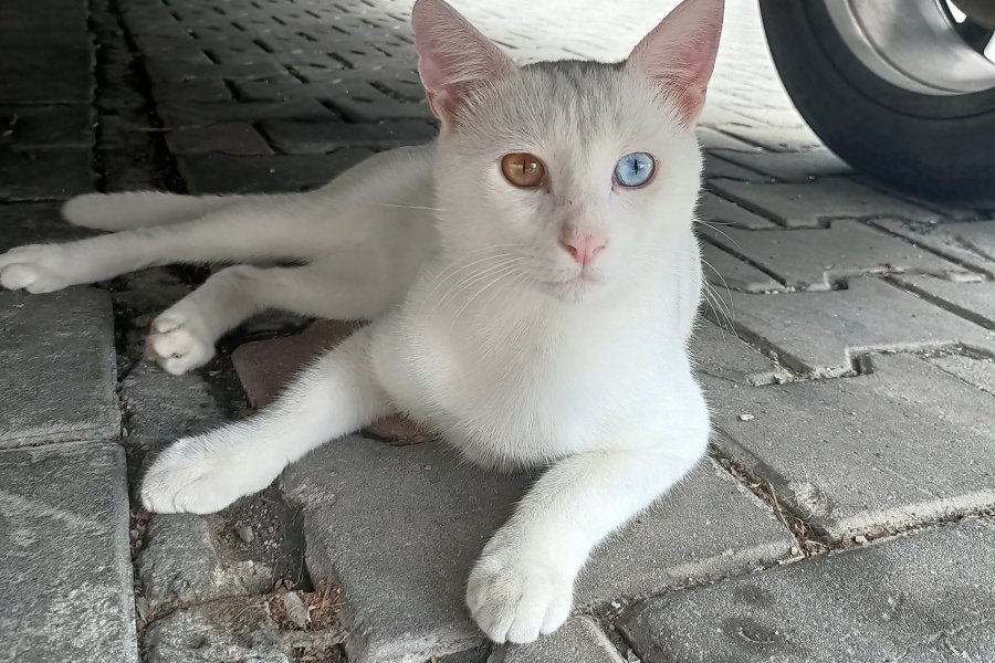 Acil Yuva Arıyoruz! 3
