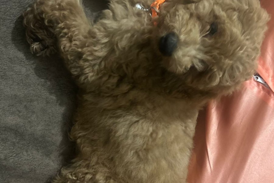 Toy poodle 3