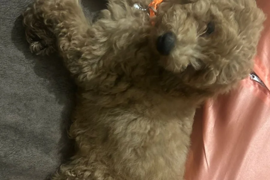 Toy poodle 3
